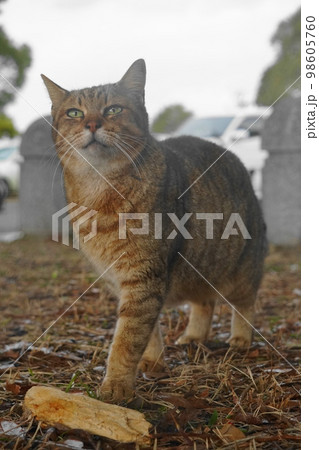 公園の猫 公園の猫 98605760