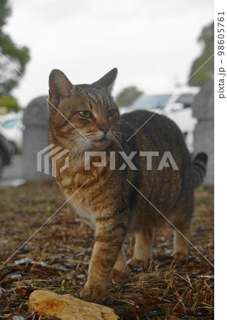 公園の猫 公園の猫 98605761