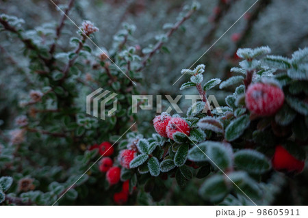 crystals frost covered the colorful grasses in the autumn garden on a cold morning 98605911