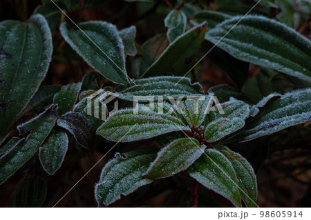 crystals frost covered the colorful grasses in the autumn garden on a cold morning 98605914
