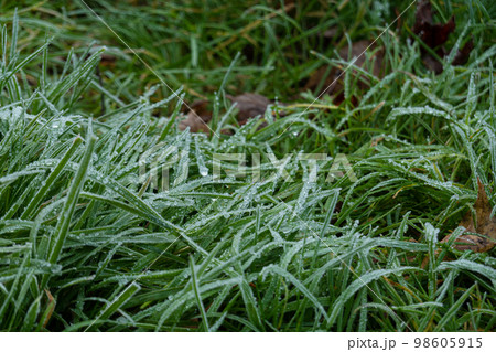 Ice crystals on green grass close up. Nature background, Frosty grass on winter walks with open fields in the background 98605915