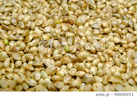 Lots of dried hemp seeds. Macro photo close-up. 98606051