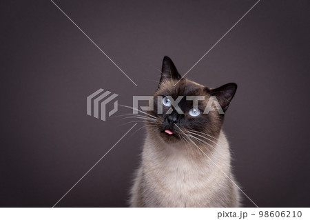 cute siamese cat sticking out tongue blep 98606210