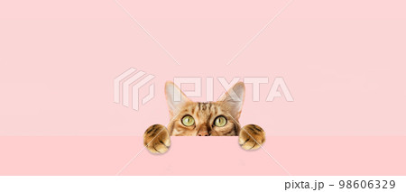 Red cat peeks curiously from behind a pink background 98606329