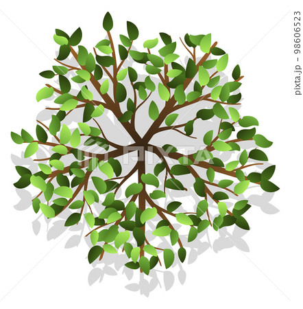 Plant foliage top view for landscape map 98606523