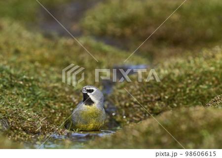 Male Black-throated Finch 98606615