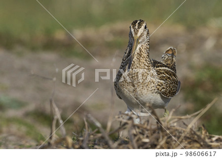 Magellanic Snipe 98606617