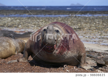 Battle scarred male Southern Elephant Seal 98606635