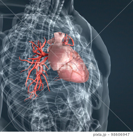 The blood vessels of the pulmonary circulation are the pulmonary arteries and the pulmonary veins The blood vessels of the pulmonary circulation are the pulmonary arteries and the pulmonary veins 98606947