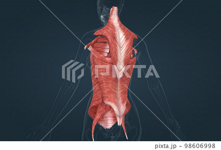 Female Trunk muscles are the muscles that cover the trunk 98606998