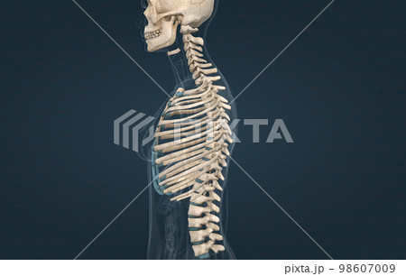 View of the costochondral joints on the skeleton 98607009