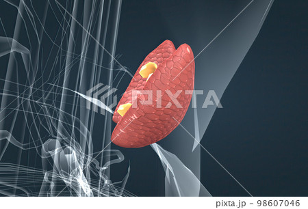 The thyroid gland is an endocrine gland found in the neck in humans and consists of two interconnected lobes. 98607046