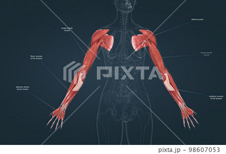 Female the pectoralis major, latissimus dorsi, deltoid, and rotator cuff muscles connect to the humerus and move the arm 98607053