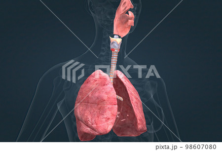 The respiratory system is the network of organs and tissues that help you breathe. The respiratory system is the network of organs and tissues that help you breathe. 98607080