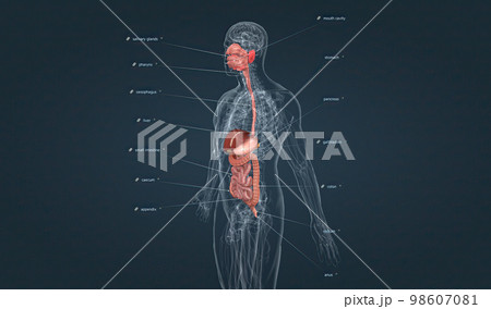 The gastrointestinal tract is essentially a tube that extends from the mouth to the anus. 98607081