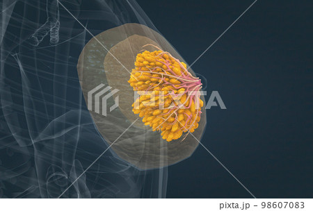 Female breasts act as mammary glands that produce and secrete milk to feed babies. Female breasts act as mammary glands that produce and secrete milk to feed babies. 98607083