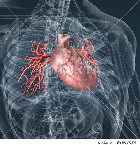 The blood vessels of the pulmonary circulation are the pulmonary arteries and the pulmonary veins 98607084
