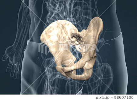 Human anatomy of the pelvic girdle Human anatomy of the pelvic girdle 98607100