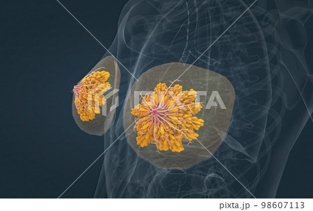 Female breasts act as mammary glands that produce and secrete milk to feed babies. 98607113