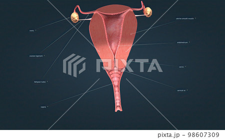 A female's internal reproductive organs 98607309