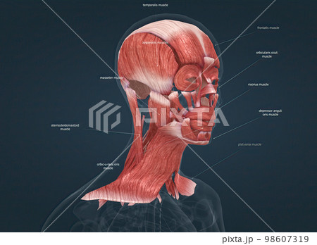 Anatomy of female head muscular system 98607319
