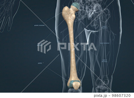 Human Anatomy, Bony Pelvis And Lower Limb, Knee...のイラスト素材 [98607320 ...