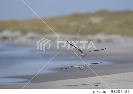 Dolphin Gull in flight 98607482