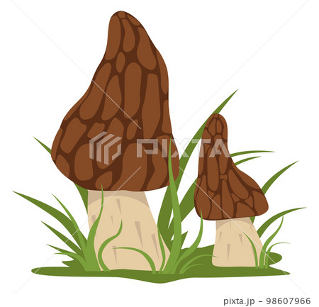 Growing morel icon. Cartoon forest nature element Growing morel icon. Cartoon forest nature element 98607966