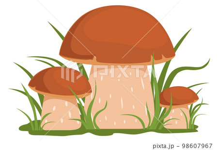 Forest porcini. Woodland nature element. Wild mushroom Forest porcini. Woodland nature element. Wild mushroom 98607967