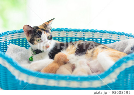 Mother cat nursing kitten. Breastfeeding. Mother cat nursing kitten. Breastfeeding. 98608593