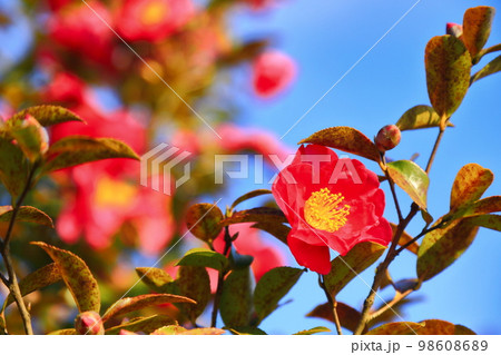 冬に咲くつばき 98608689
