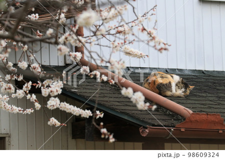 春先屋根の上でお昼寝をしてる三毛猫の手前に桜の木の枝 春先屋根の上でお昼寝をしてる三毛猫の手前に桜の木の枝 98609324