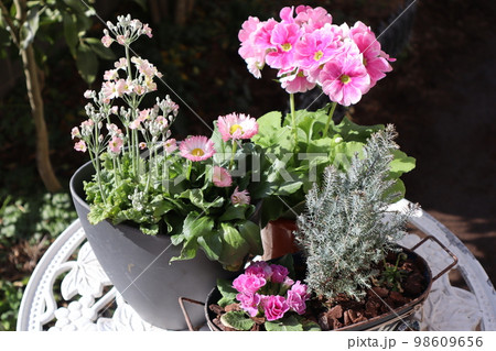 ピンク色の花寄せ植え＆寄せ鉢 98609656