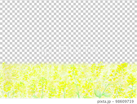 油菜花田的春天般的背景插圖。用水彩繪製的材料。 98609719