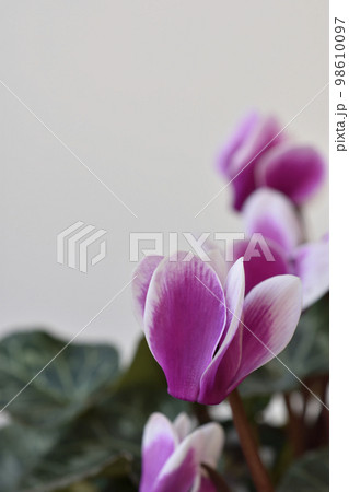 ミニシクラメン 98610097