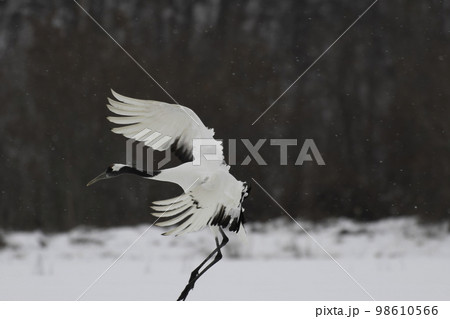 タンチョウ亜成鳥の着陸 98610566