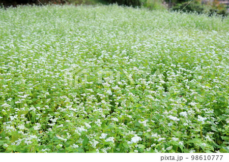 ソバの花 ソバの花 98610777