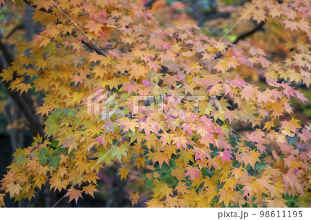 韓国 自然 風景 98611195