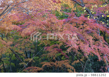 韓国 自然 風景 98611202