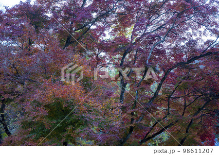 韓国 自然 風景 98611207