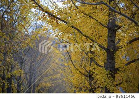 韓国 自然 風景 98611466