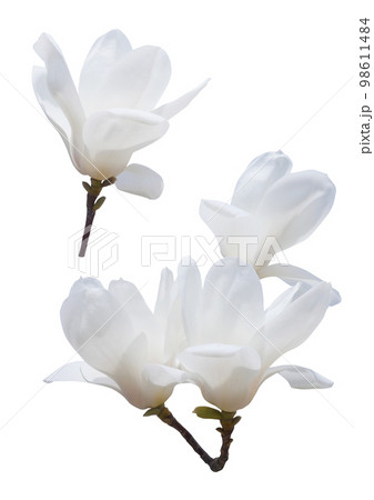 写真 ヌキ 切り抜き 98611484