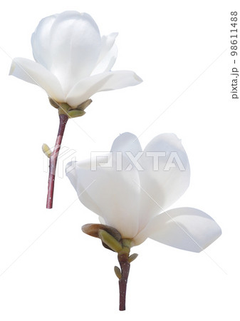 写真 ヌキ 切り抜き 98611488