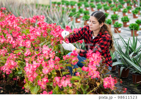 Woman farm worker carring for pink begonia Woman farm worker carring for pink begonia 98611523