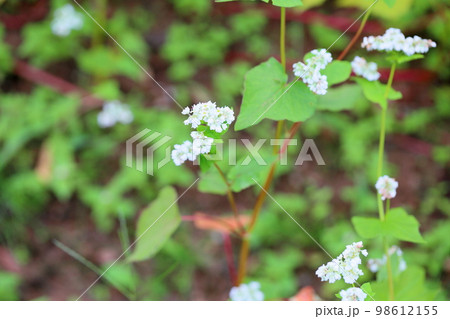 ソバの花 ソバの花 98612155