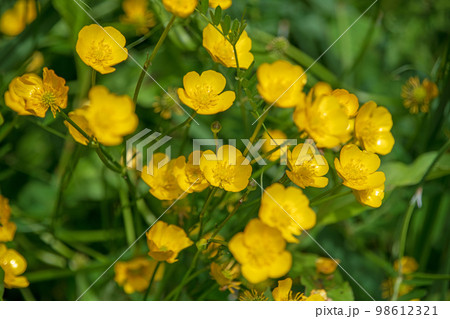 春を彩る　草花　季節感イメージ　　　　 98612321
