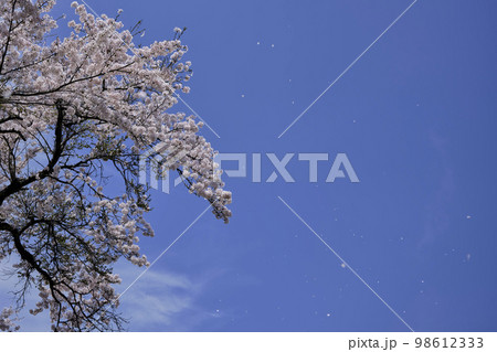 風景素材 春の晴れた日の綺麗な桜と花吹雪 風景素材 春の晴れた日の綺麗な桜と花吹雪 98612333