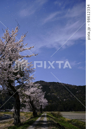 風景素材 春の晴れた日の綺麗な桜と花吹雪 風景素材 春の晴れた日の綺麗な桜と花吹雪 98612334