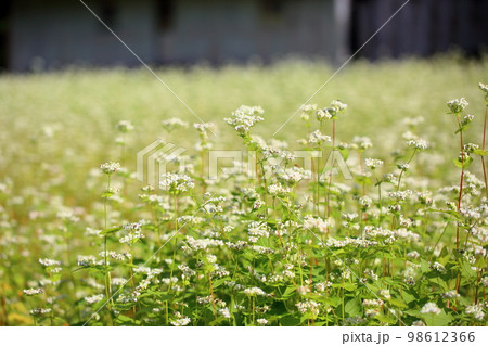 ソバの花 98612366