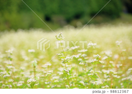ソバの花 ソバの花 98612367